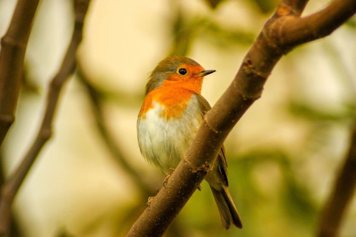 Rotkehlchen (Erithacus rubecula)