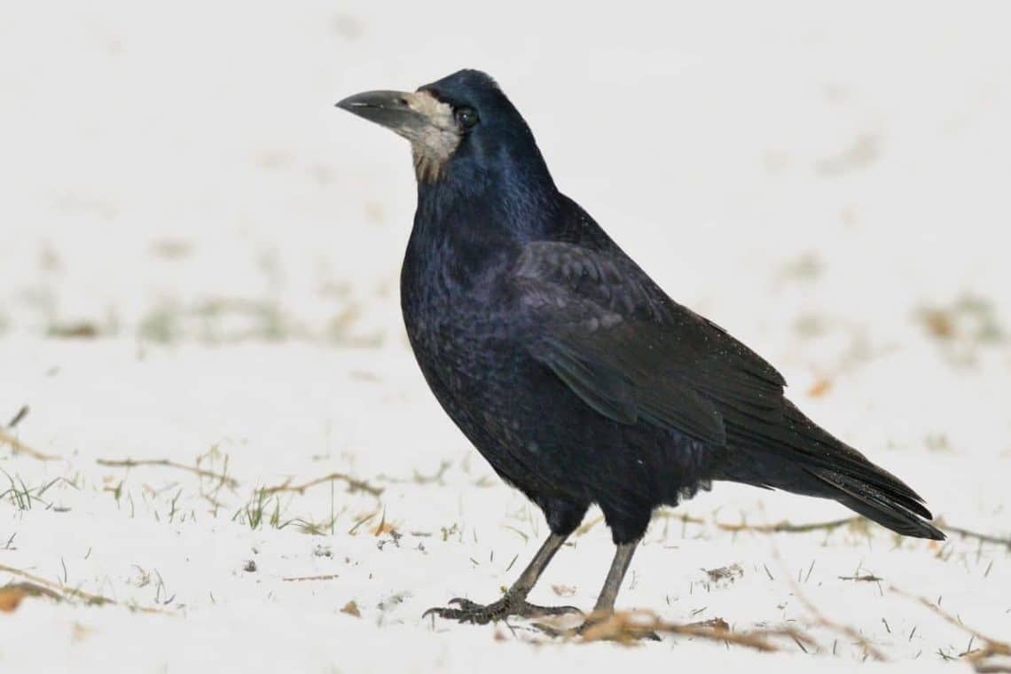 Saatkrähe (Corvus frugilegus)