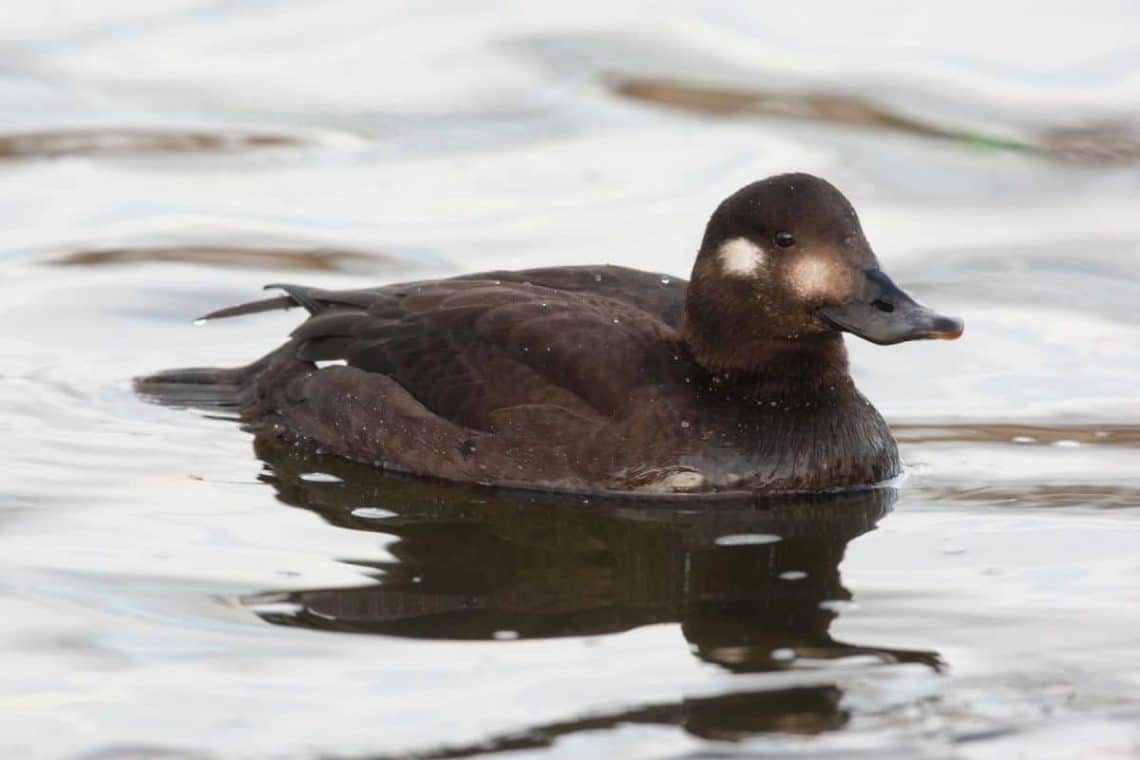 Samtente (Melanitta fusca)