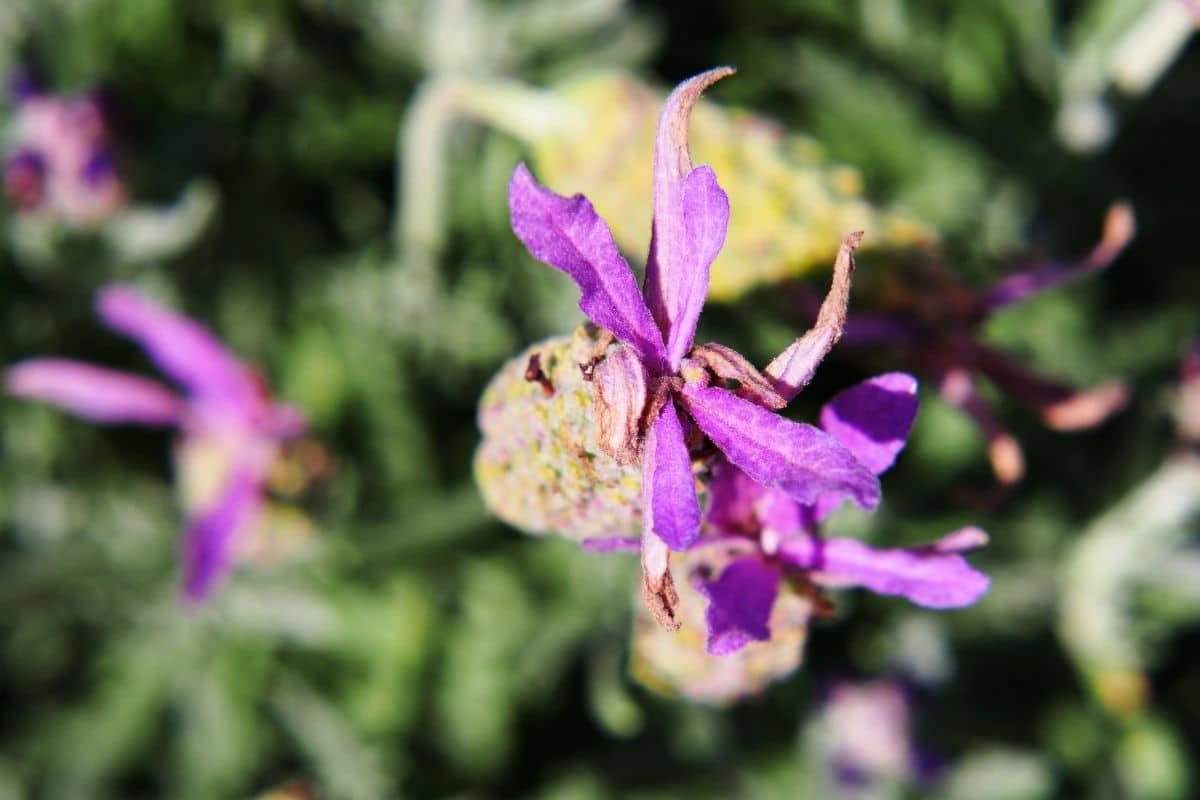 Schopflavendel (Lavandula stoechas) verblüht