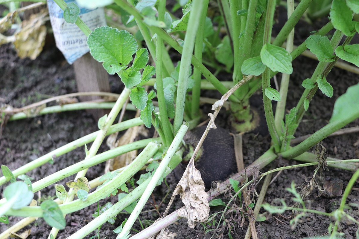 Nachbarn für Zucchini: Schwarze Rettich (Raphanus sativus var. niger)