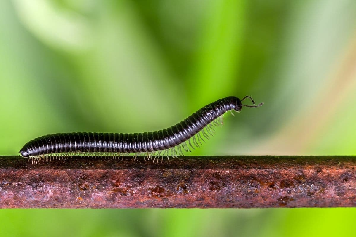 Tausendfüßer: Schwarzer Schnurfüßer (Tachypodoiulus niger)