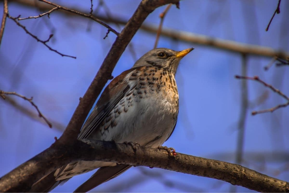 Singdrossel (Turdus philomelos)