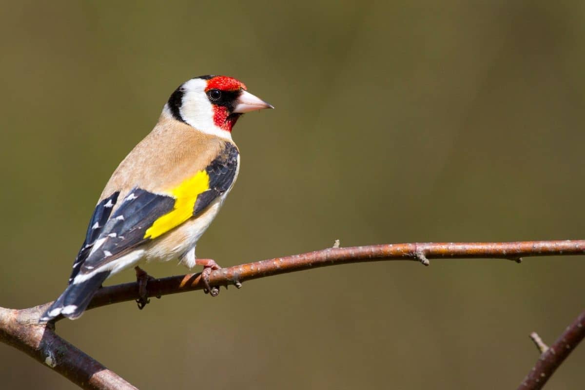 Vogelgesang: Stieglitz (Carduelis carduelis)