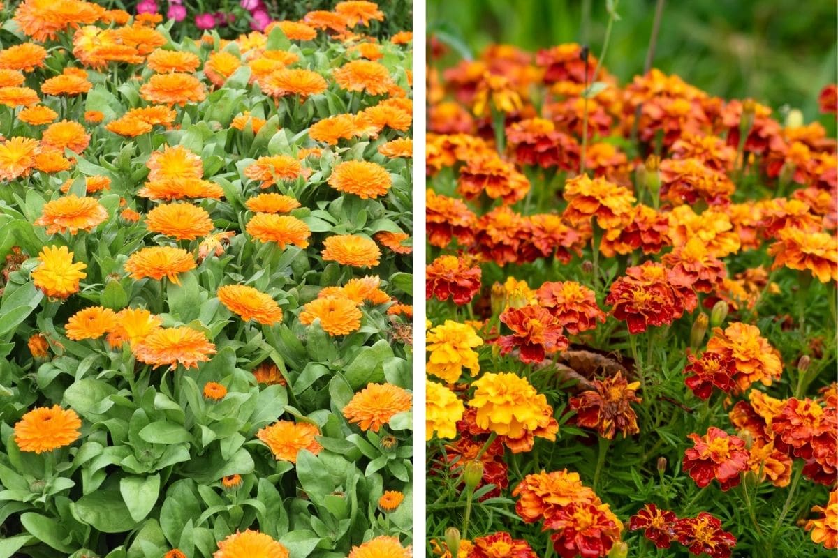 Tagetes & Ringelblume