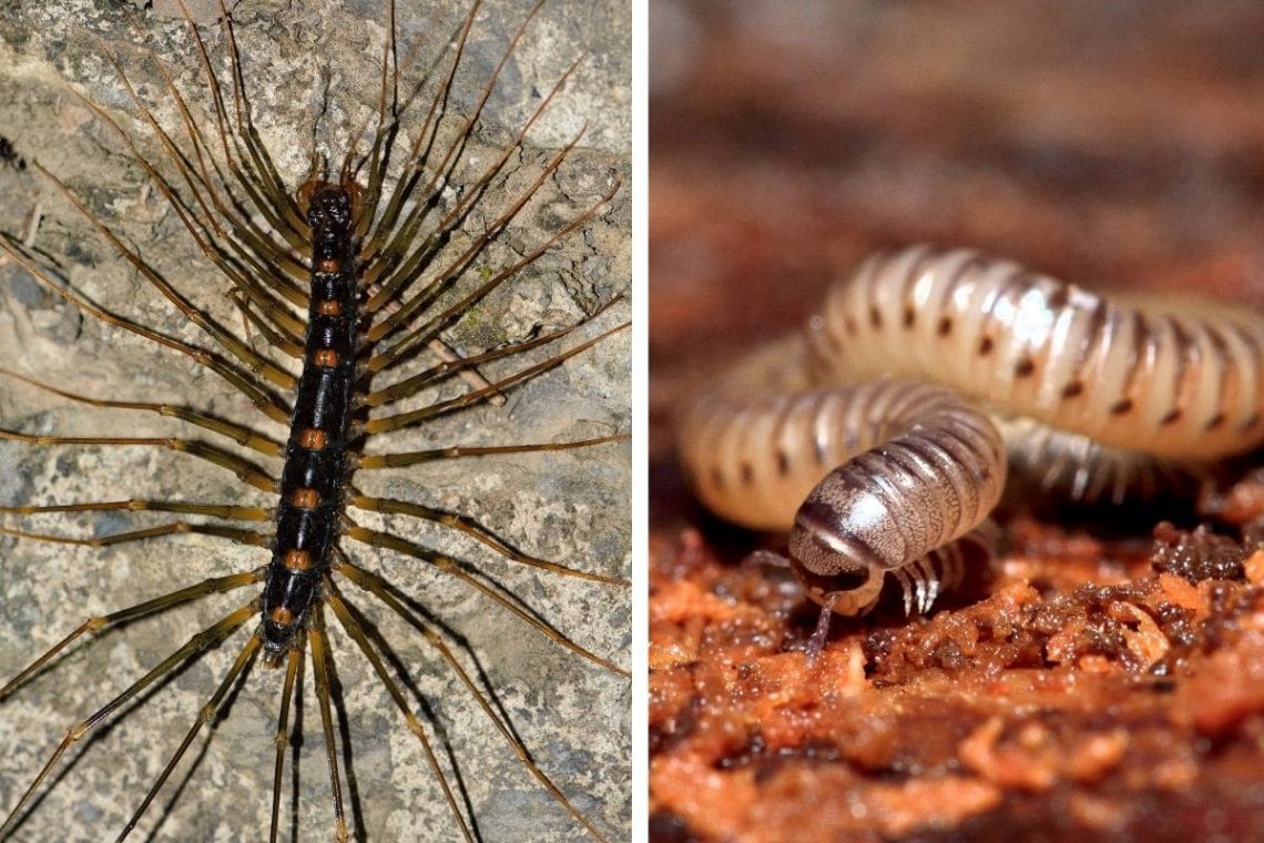 Wie Viel Beine Hat Ein Tausendfüßler hortica.de