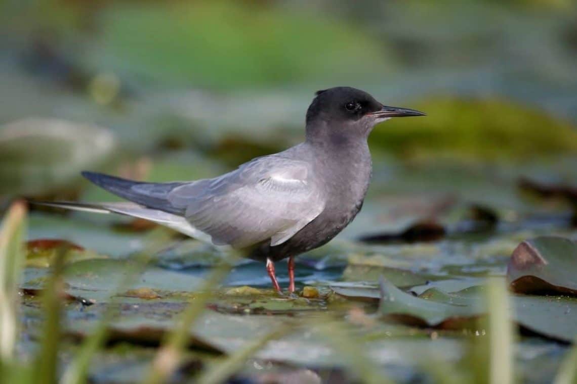 Trauerseeschwalbe (Chlidonias niger)