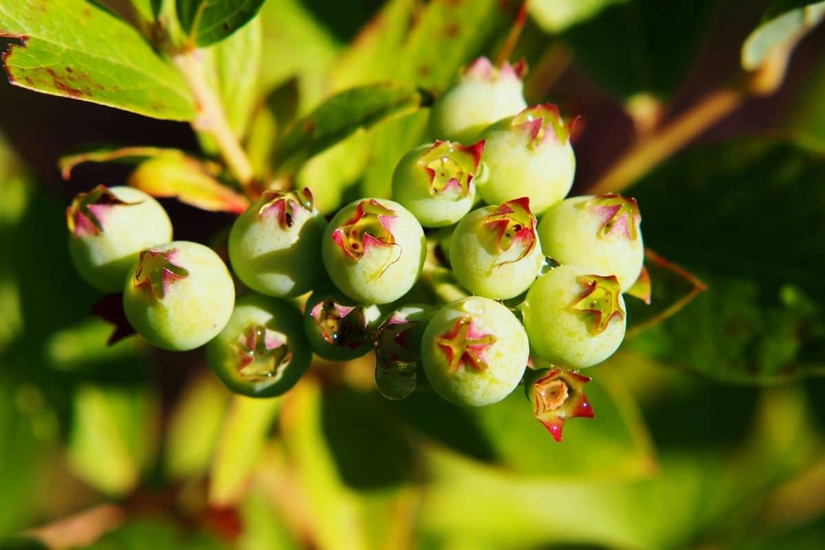 Vaccinium corymbosum