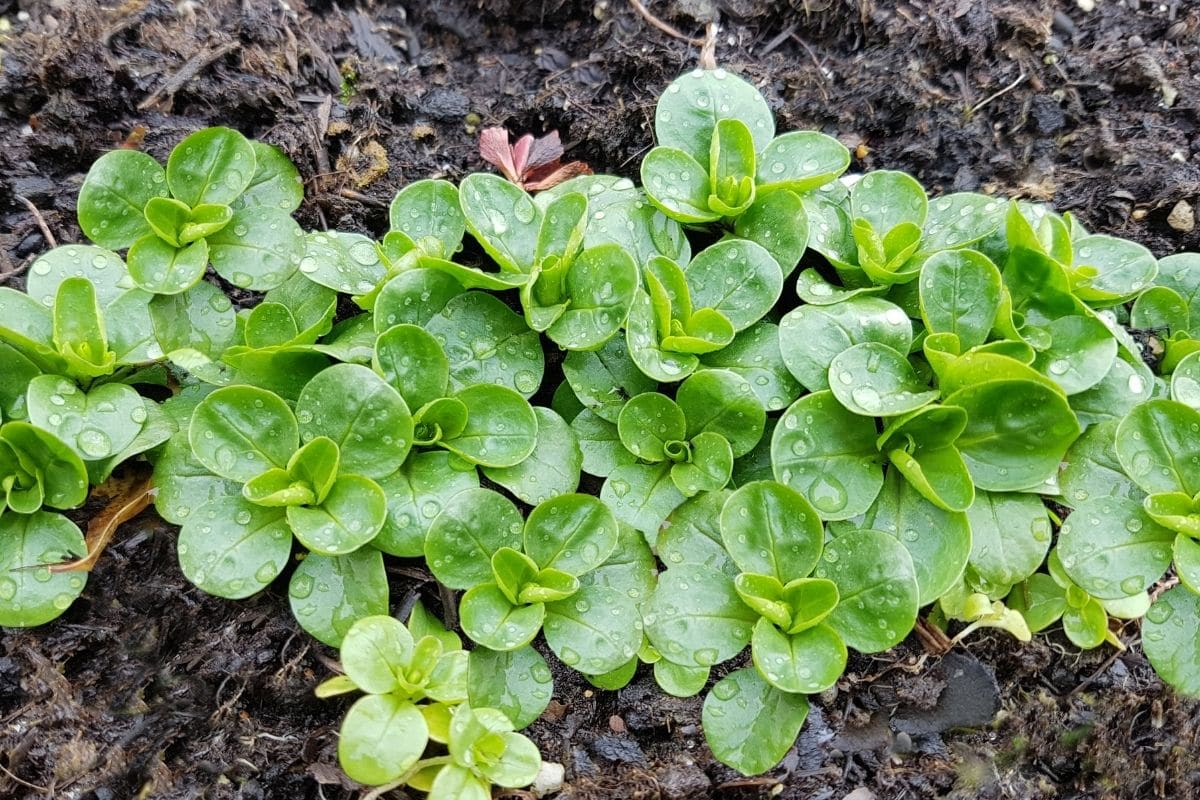 Gemüse mit V: Valerianella locusta