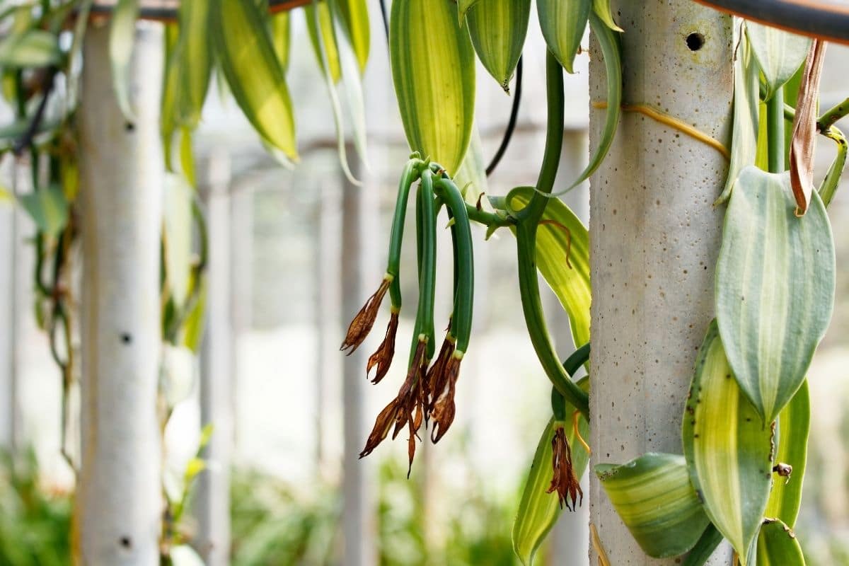 Vanilla planifolia