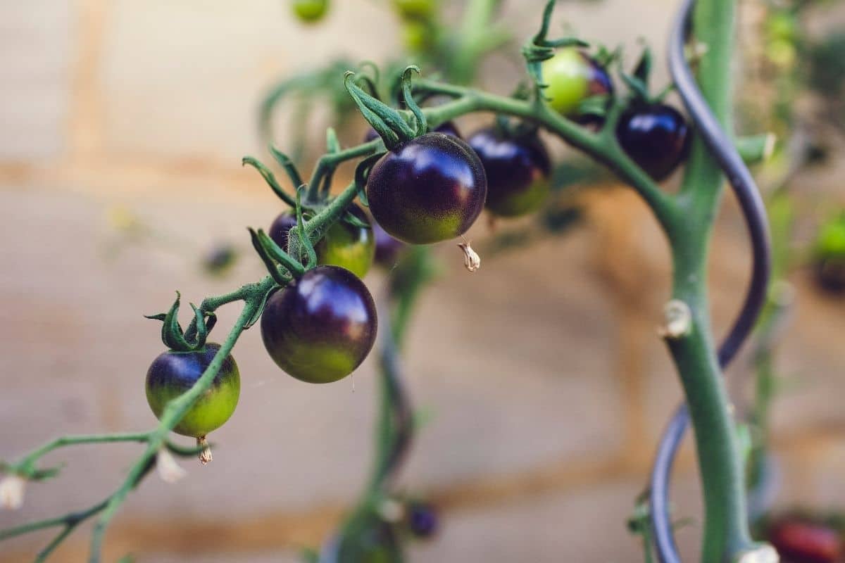 Gemüse mit V: Violette Tomaten