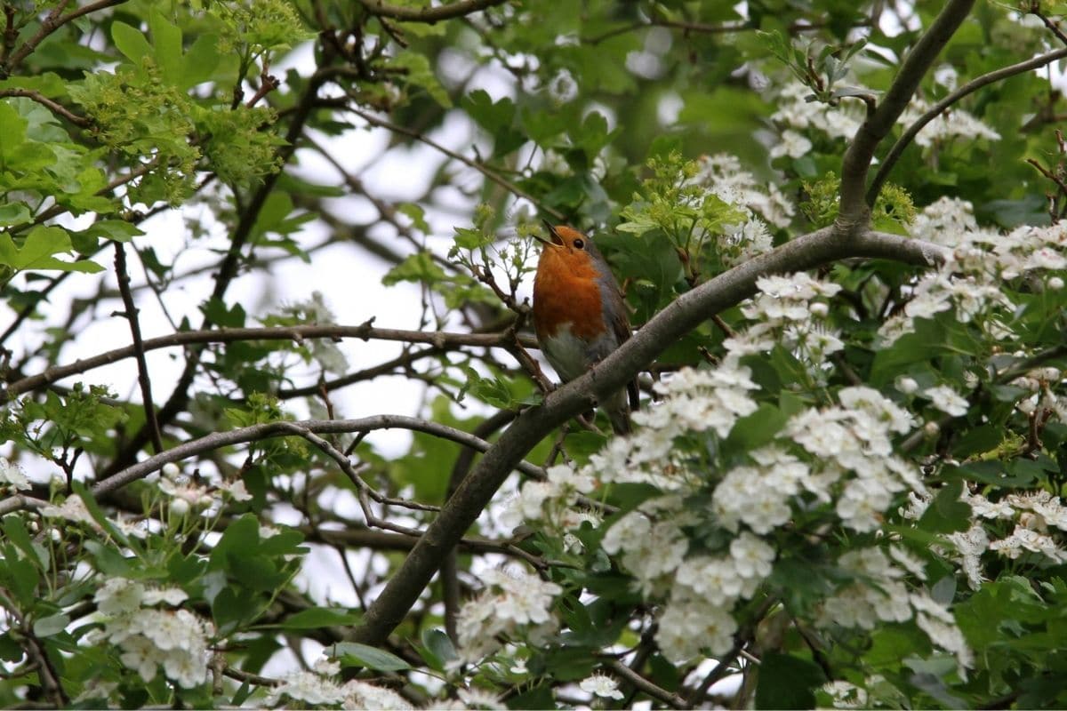 Vogelgesang