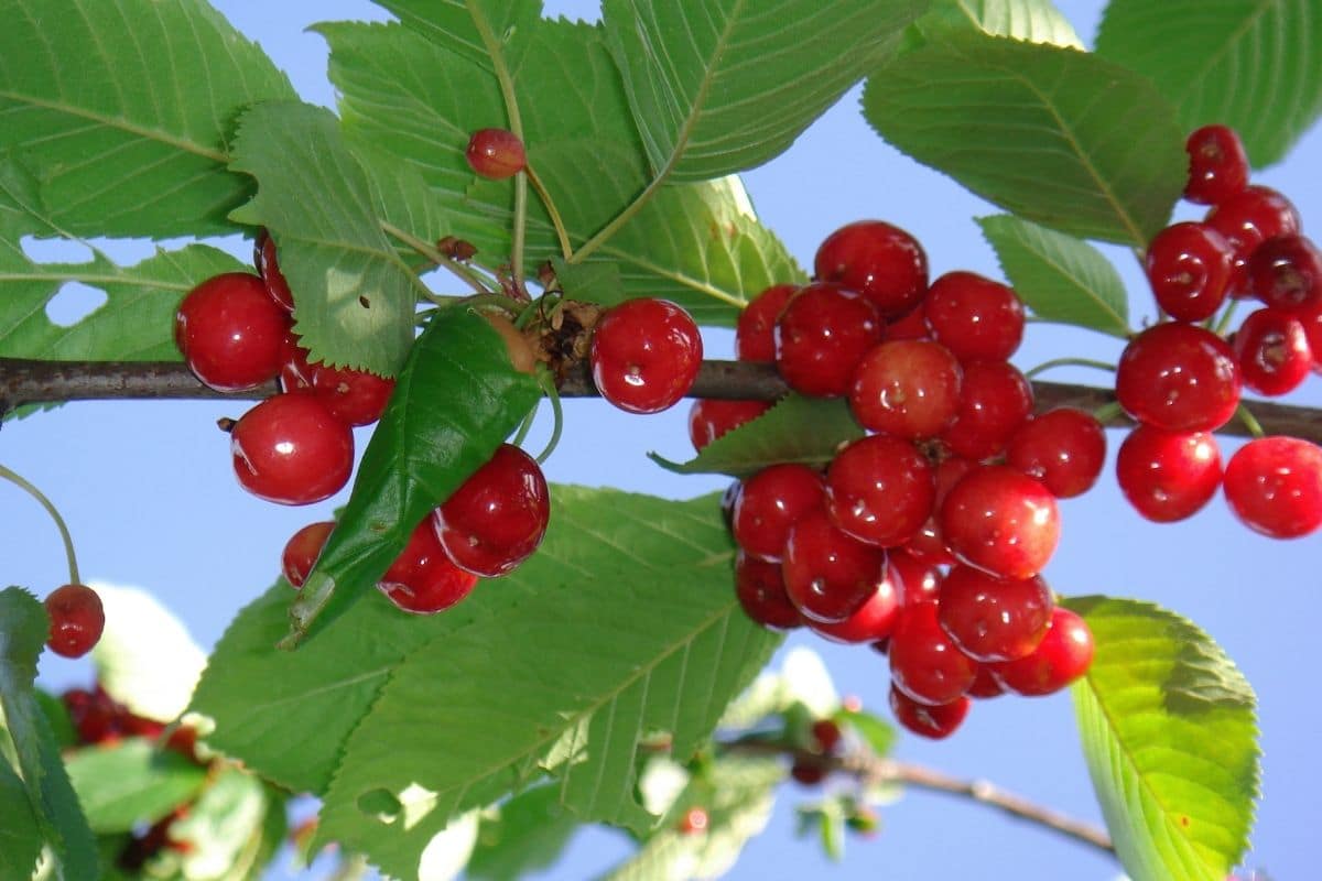 Obst mit V: Prunus avium