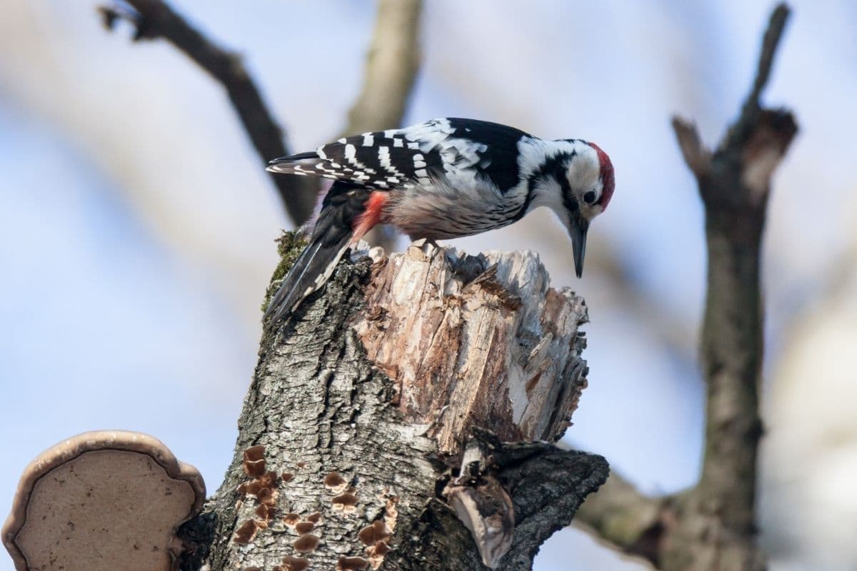 Spechtarten: Weißrückenspecht (Dendrocopos leucotos)