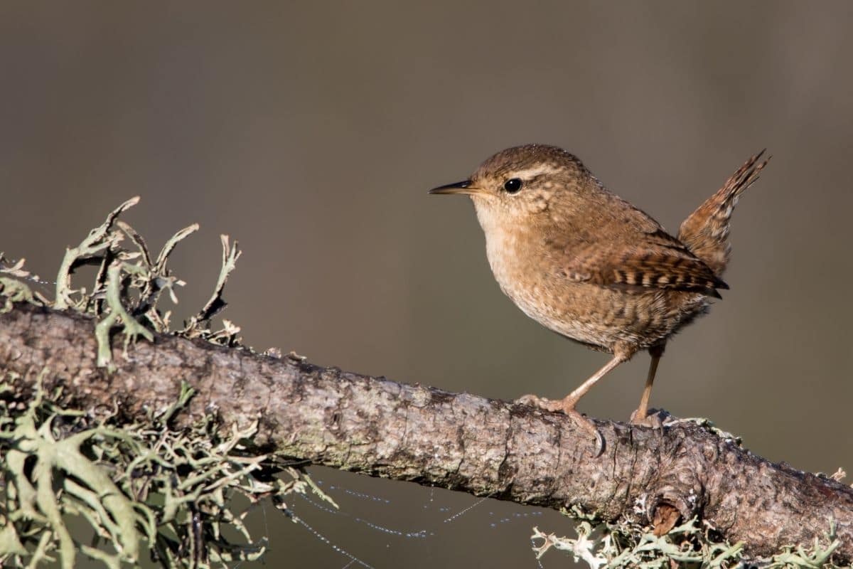 Zaunkönig (Troglodytes troglodytes)