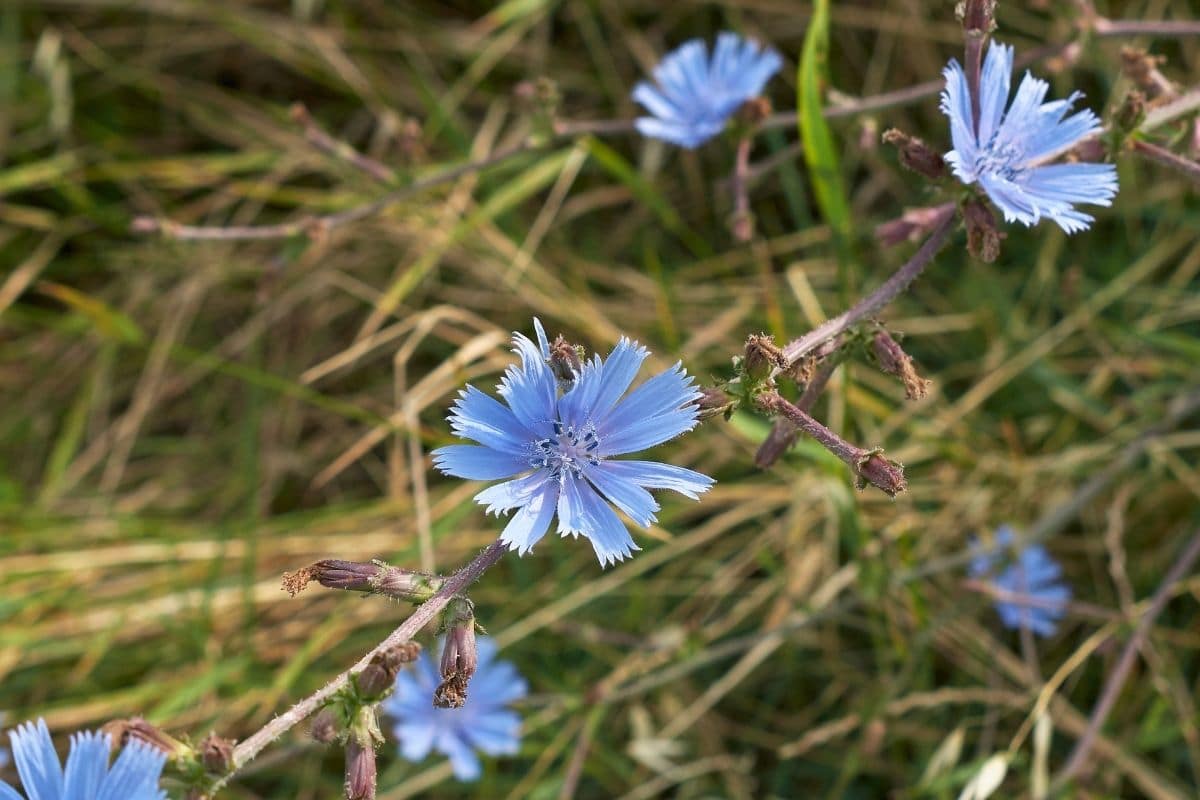 Nachbarn von Zwiebeln: Zichorie/Gewöhnliche Wegwarte (Cichorium intybus)