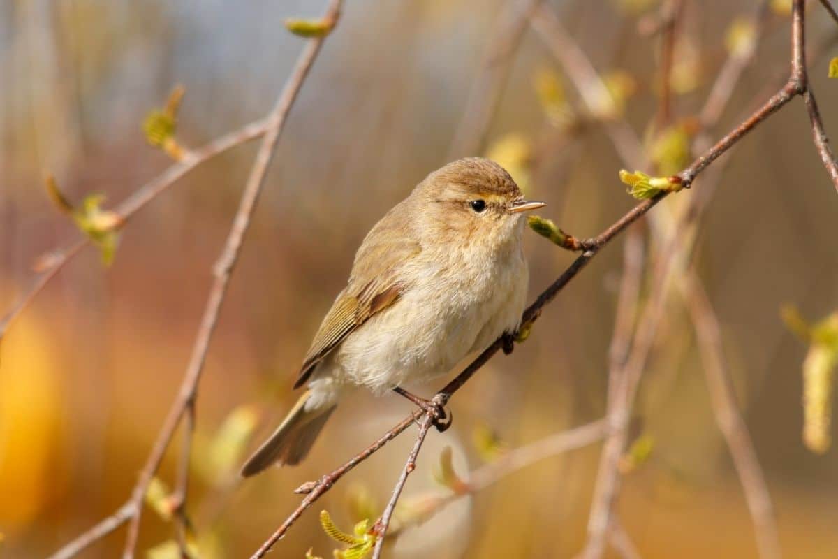 Vogelgesang: Zilpzalp (Phylloscopus collybita)