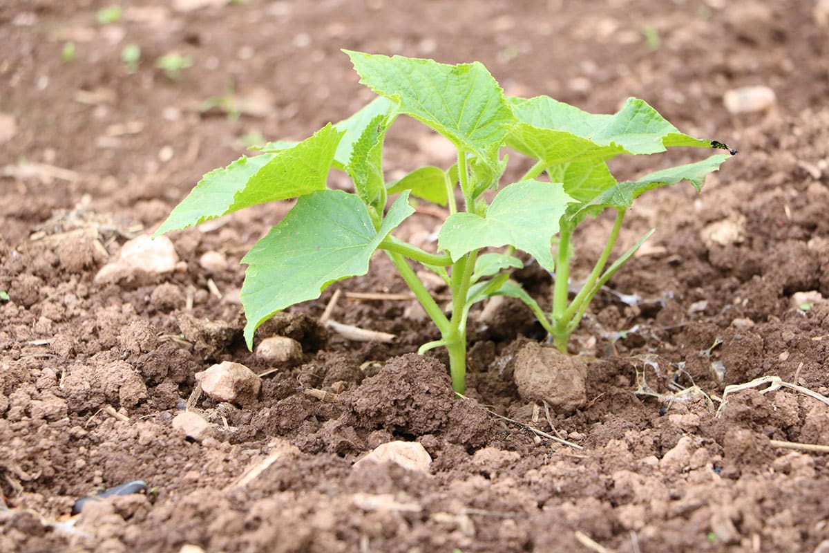 Zucchini (Cucurbita pepo var. giromontiina)