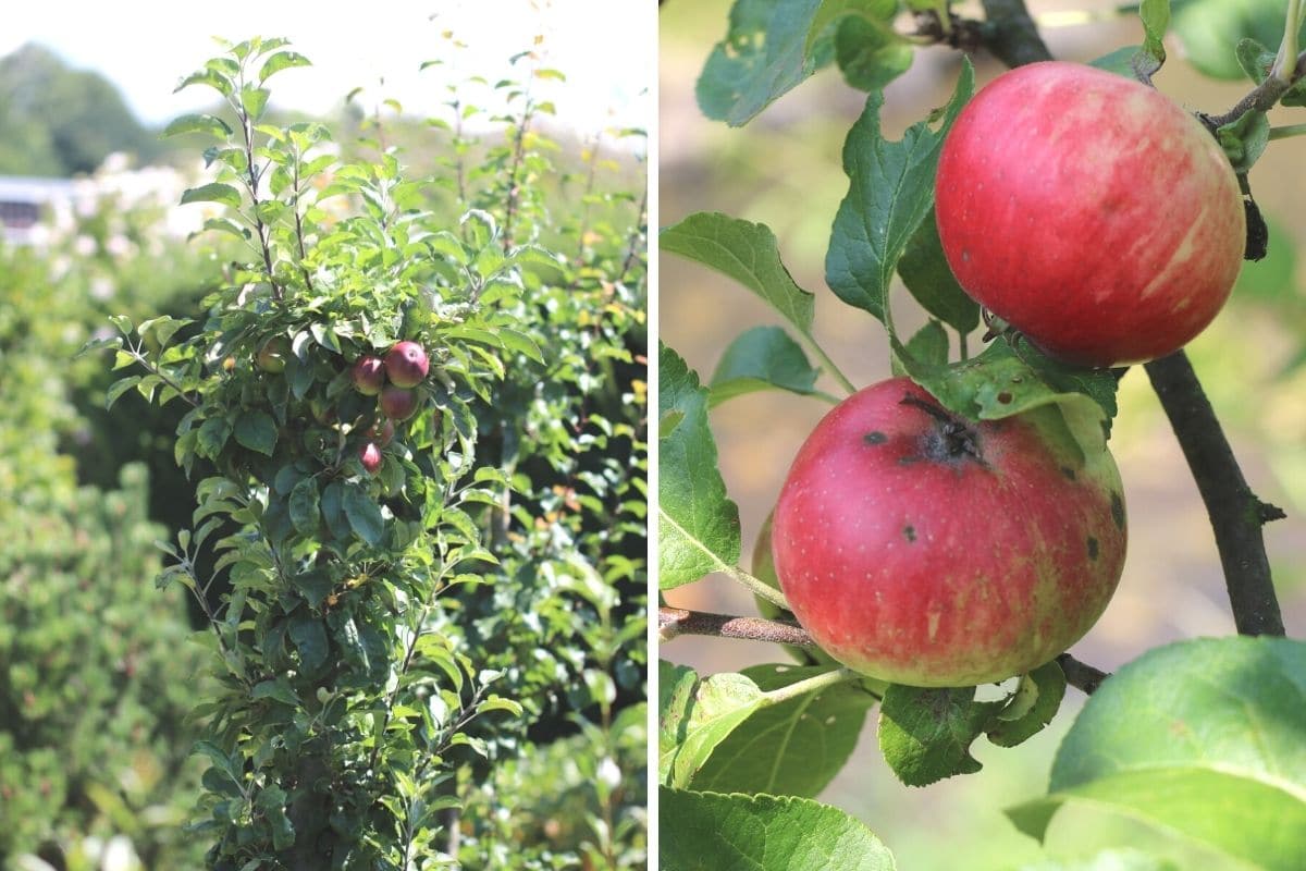 Apfelbaum und rote Äpfel