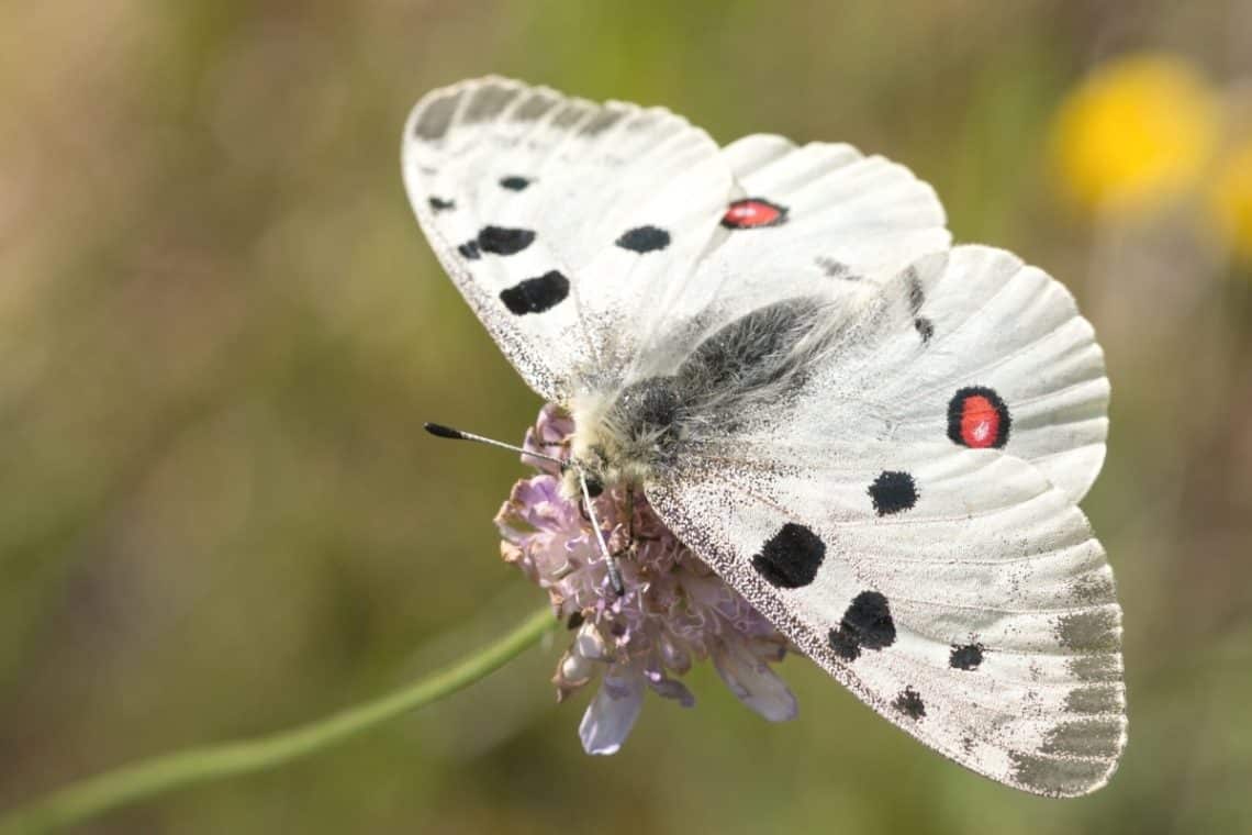 Apollofalter auf Blüte