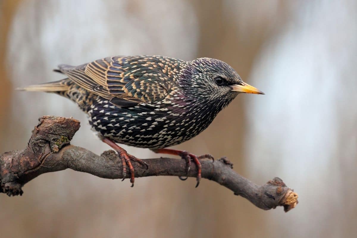 Vogelgesang: Star (Sturnus vulgaris)