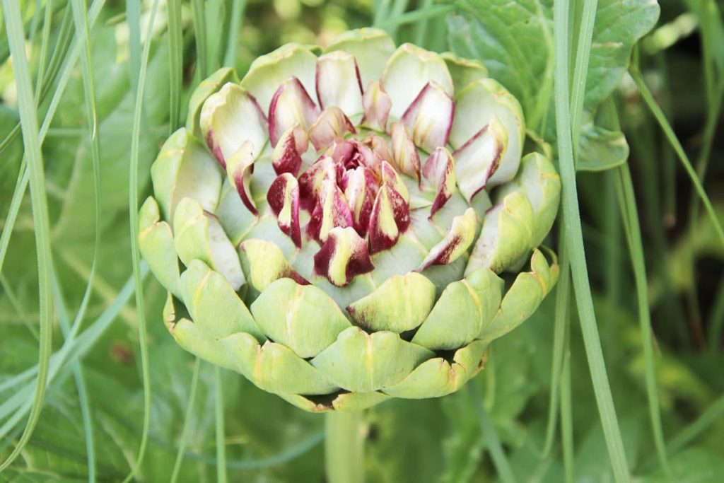 Artischocke (Cynara cardunculus var. scolymus)