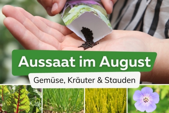 Aussaat: was kann man im August noch pflanzen?