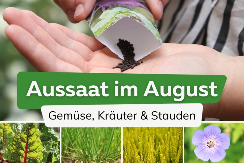 Aussaat: was kann man im August noch pflanzen?