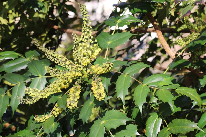 Beals-Mahonien (Mahonia bealei)