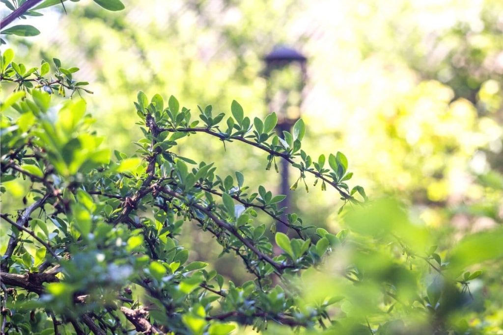 Berberitze im Schatten mit Sonnenstrahlen