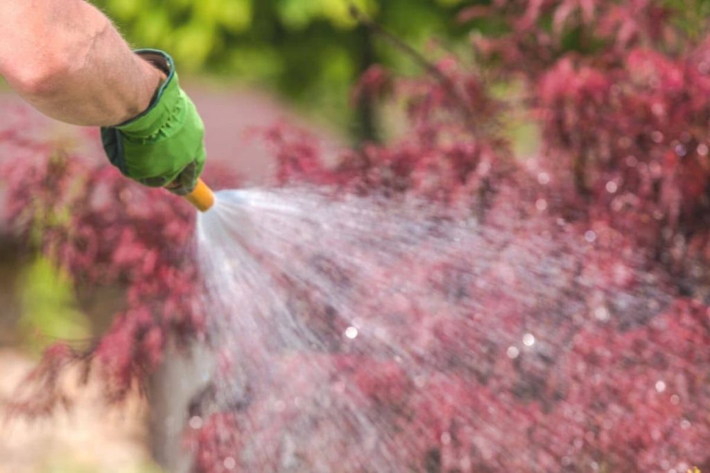 Berberitze mit Wasserstrahl abspülen