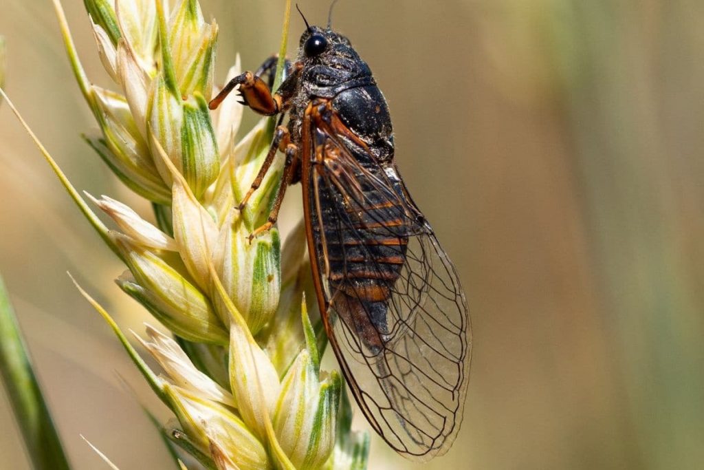 Bergsingzikade (Cicadetta montana)