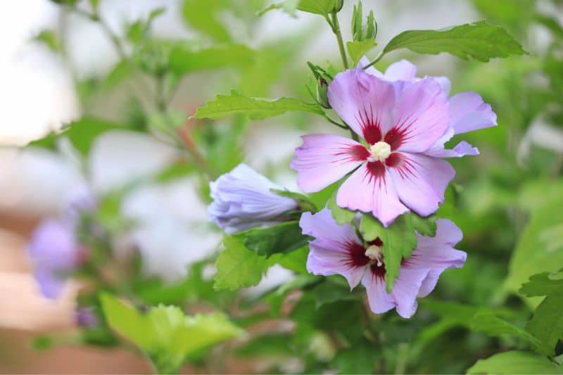 Blauer Hibiskus (Hibiscus syriacus)