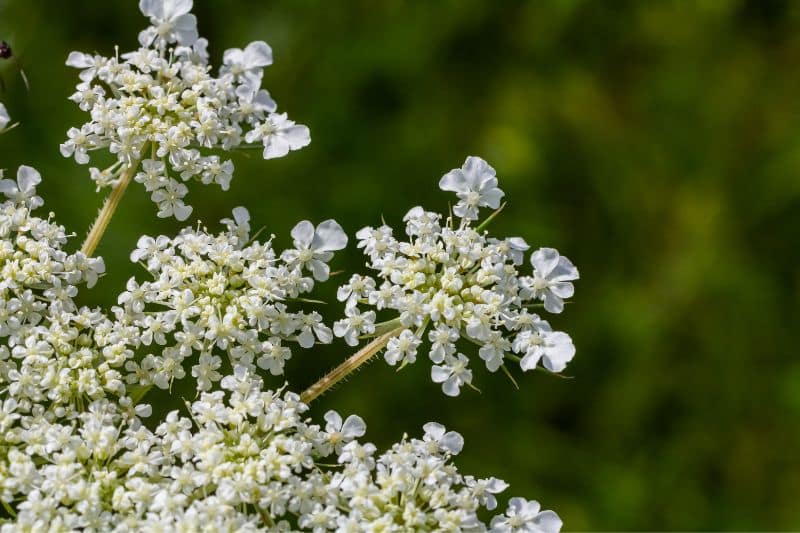 Blüten der wilden Möhre (Daucus carota subsp. carota)