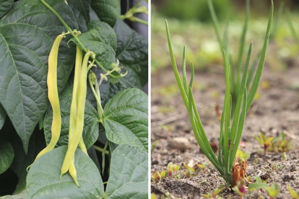 Bohnen (Phaseolus vulgaris) und Zwiebeln (Allium cepa) als schlechte Nachbarn für Lauch