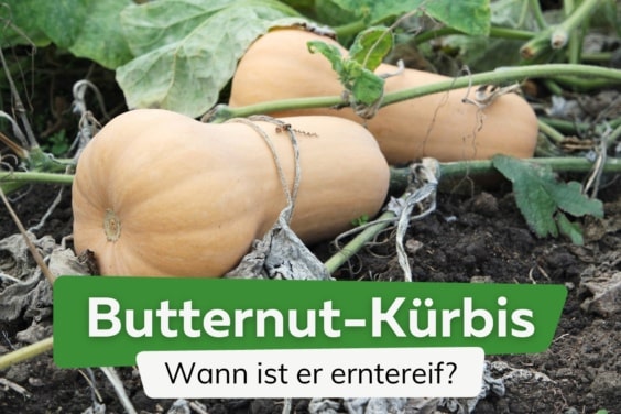 Butternut-Kürbis ernten: wann ist er reif?