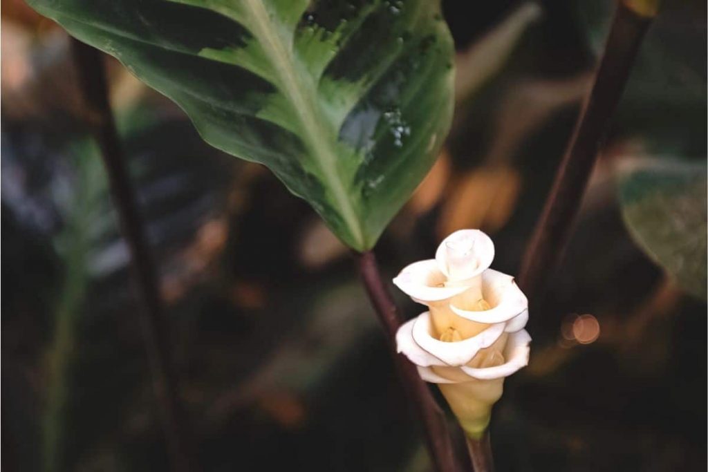 Blüte von Calathea warscewiczii