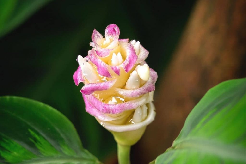 Rosa gefärbte Blüte von Calathea warscewiczii