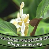 Calathea warscewiczii