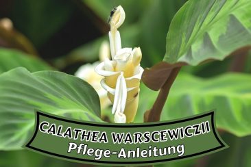 Calathea warscewiczii