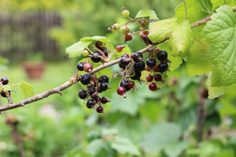 Cassis (Ribes nigrum)