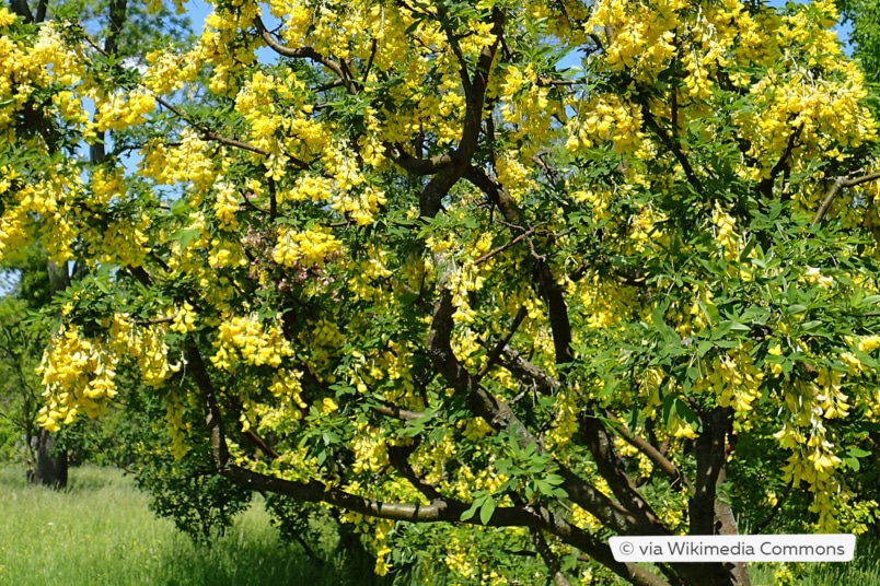 Chimären-Goldregen (Laburnocytisus adamii)