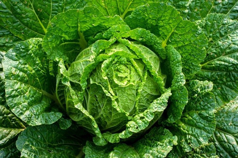 Chinakohl (Brassica rapa subsp. pekinensis)