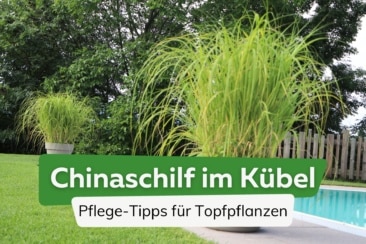 Chinaschilf im Kübel