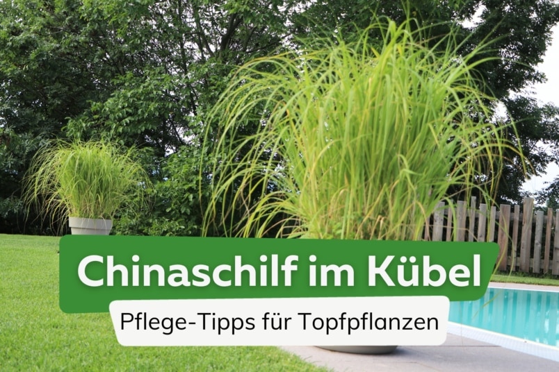 Chinaschilf im Kübel