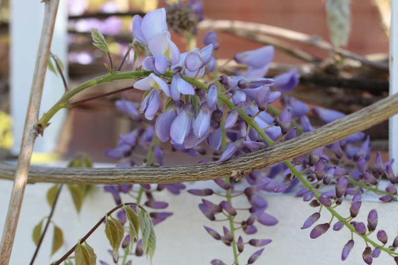 Chinesischer Blauregen (Wisteria sinensis)