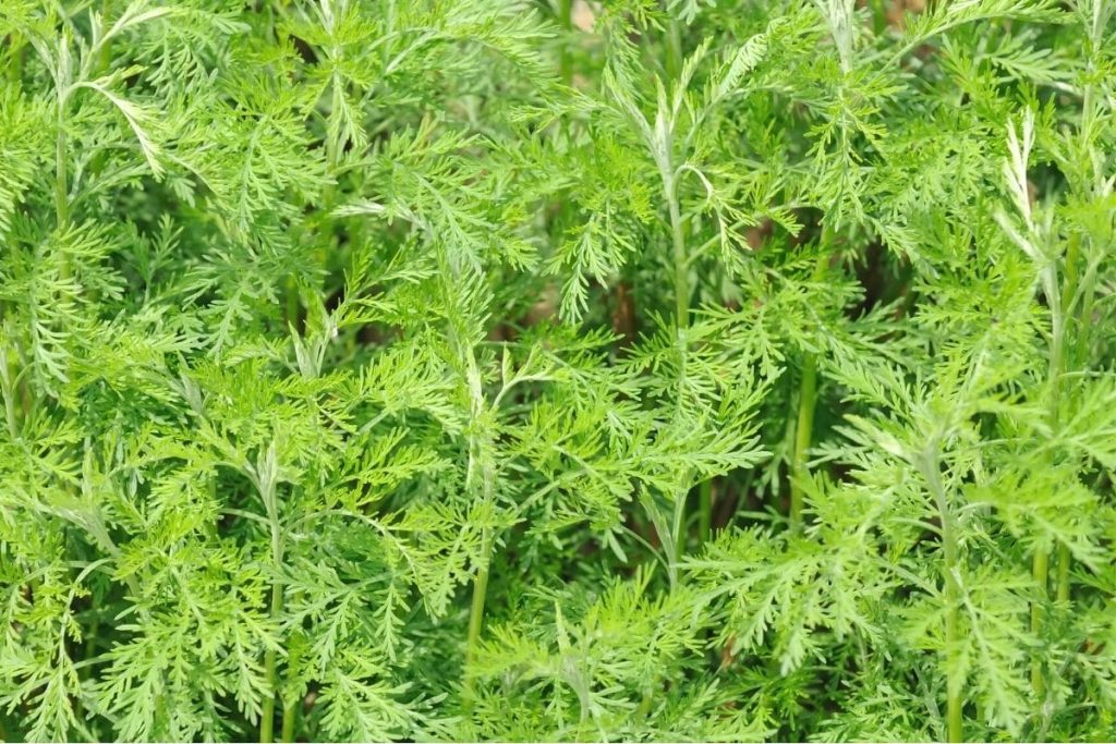 Eberraute (Artemisia abrotanum)