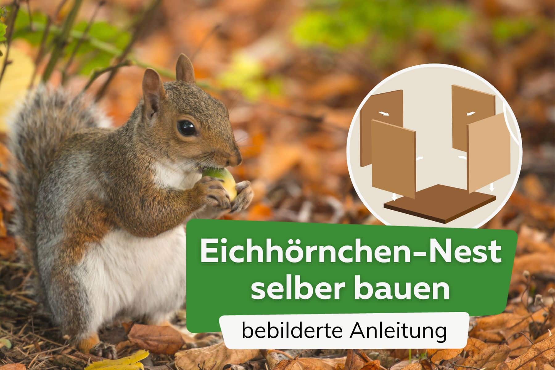 Eichhörnchen-Nest selber bauen Titel