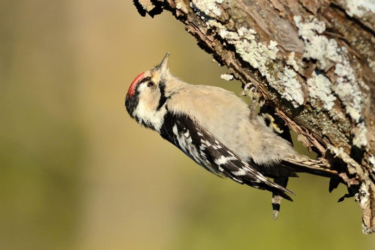 Spechtarten: Kleinspecht (Dendrocopos minor)