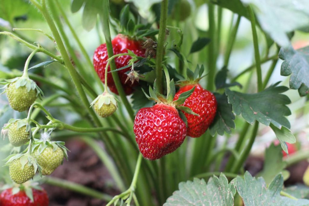 Erdbeeren (Fragaria)